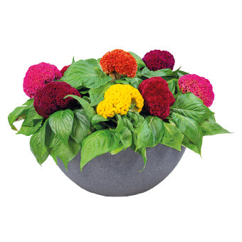 
                        Celosia
             
                        cristata
             
                        Brainiac
             
                        Think Pink
            