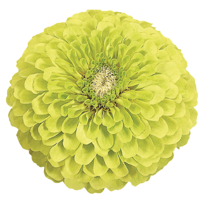 
                        Zinnia
             
                        elegans
             
                        Benary's Giant
             
                        Lime
            