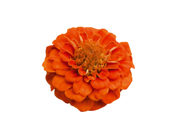 
                        Zinnia
             
                        elegans
             
                        Zinnita
             
                        Orange
            