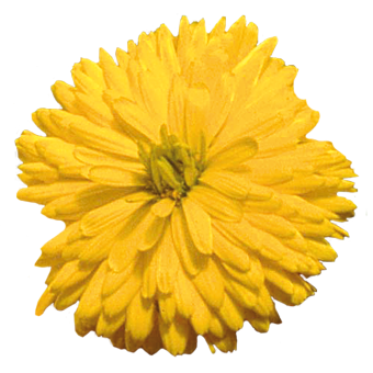 
                        Calendula
             
                        officinalis
             
                        Bon Bon
             
                        Yellow
            