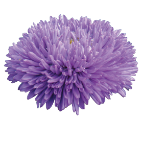 Gala Blue