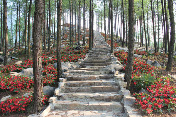 
                        Begonia
             
                        x benariensis F₁
             
                        BIG
             
                        Red Green Leaf
            