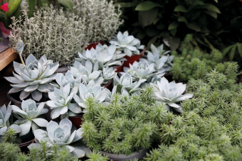 Echeveria peacockii
