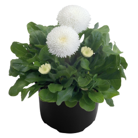   Tasso® White