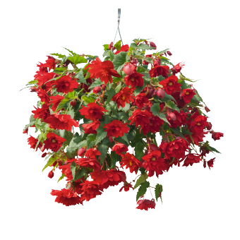 
                        Begonia
             
                        tuberhybrida F₁
             
                        Illumination®
             
                        Scarlet
            