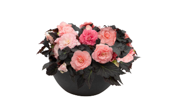 
                        Begonia
             
                        tuberhybrida F₁
             
                        Nonstop® Mocca
             
                        Light Pink Shades
            