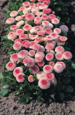 
                        Bellis
             
                        perennis
             
                        Tasso®
             
                        Strawberries & Cream
            