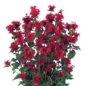   Panorama Red