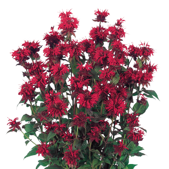 
                        Monarda
             
                        didyma
             
                        Panorama
             
                        Red
            