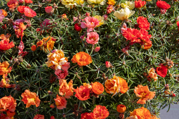 
                        Portulaca
             
                        grandiflora F₁
             
                        Sundial
             
                        Peach Mix
            