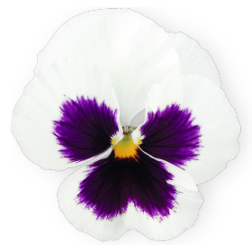 Viola wittrockiana F₁ Inspire® DeluXXe | Benary