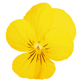 Admire® Yellow