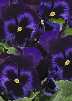 Viola wittrockiana F₁ Inspire® Plus Blue Velvet | Benary