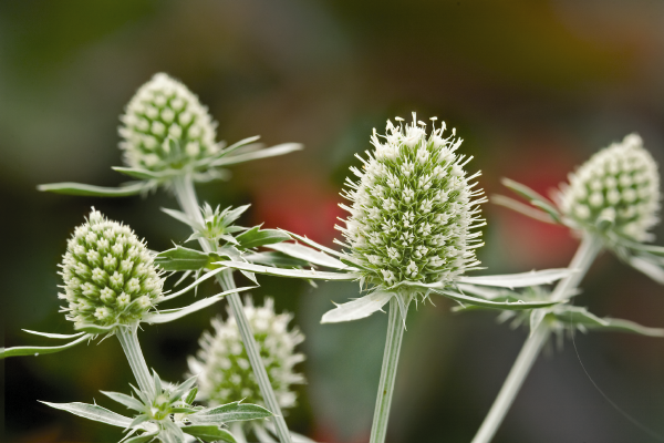 
                        Eryngium
             
                        planum
             
                        Glitter
            