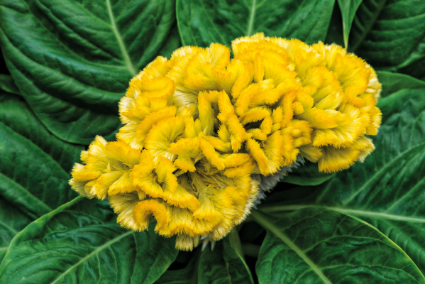 
                        Celosia
             
                        cristata
             
                        Brainiac
             
                        Lightning Yellow
            