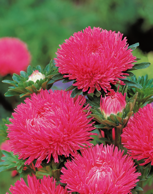 
                        Callistephus
             
                        chinensis
             
                        Gala
             
                        Carmine Rose
            