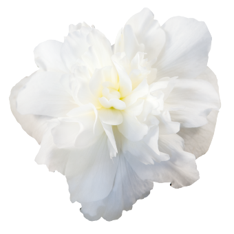 
                        Begonia
             
                        tuberhybrida F₁
             
                        Nonstop® Joy
             
                        Mocca White
            