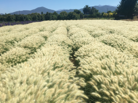 Pennisetum villosum Fluffy