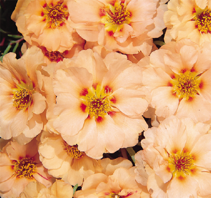 Portulaca
grandiflora F₁
Sundial
Mango