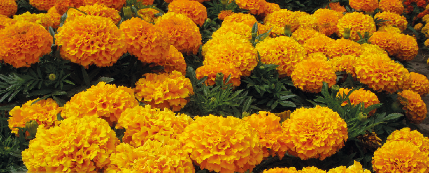 
                        Tagetes
             
                        erecta F₁
             
                        Discovery
             
                        Orange
            