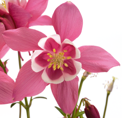 
                        Aquilegia
             
                        hybrida F₁
             
                        Spring Magic®
             
                        Rose & White
            