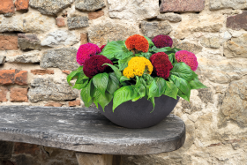 Celosia cristata Brainiac