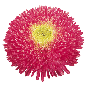 Benary's Princess Bright Rose