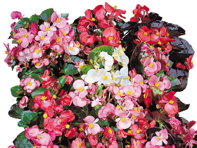 Begonia semperflorens F₁ Organdy® 