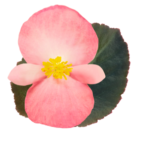   BIG® Pink Bronze Leaf