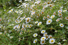 Erigeron karvinskianus Profusion