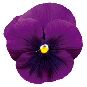   Inspire® Plus Violet