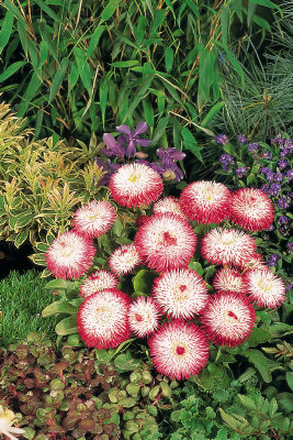 
                        Bellis
             
                        perennis
             
                        Habanera®
             
                        White Red Tips
            