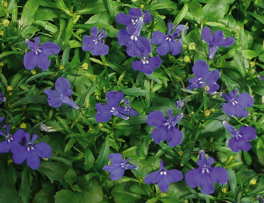 
                        Lobelia
             
                        erinus
             
                        Palace
             
                        Blue
            