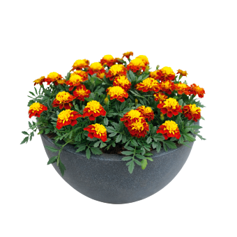 
                        Tagetes
             
                        patula
             
                        Super Hero™
             
                        Spry
            