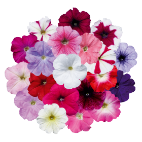 Petunia x hybrida F₁ Celebrity 