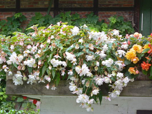 
                        Begonia
             
                        tuberhybrida F₁
             
                        Illumination®
             
                        White
            