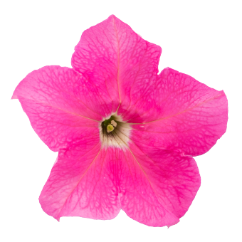 
                        Petunia
             
                        x hybrida F₁
             
                        SUCCESS!® 360°
             
                        Pink
            
