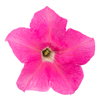 
                        Petunia
             
                        x hybrida F₁
             
                        SUCCESS! 360°
             
                        Pink
            