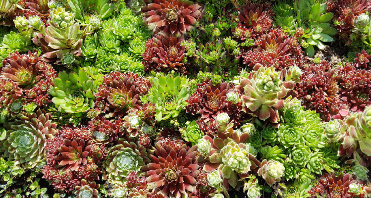 
                        Sempervivum
             
                        sempervirens
             
                        Hippie Chicks
            