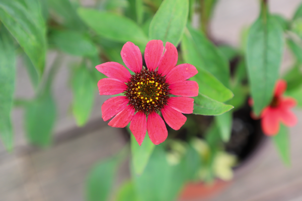 Echinacea
purpurea
PollyNation
Magenta