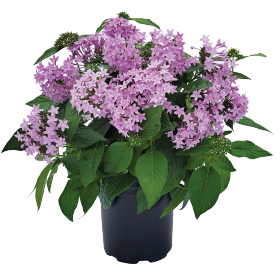   Graffiti® OG Lavender