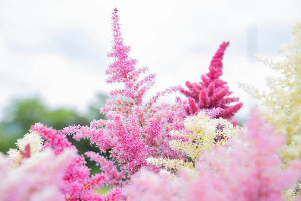 
                        Astilbe
             
                        arendsii
             
                        Rhapsody
            