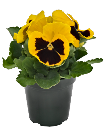 
                        Viola
             
                        wittrockiana F₁
             
                        Inspire® Plus
             
                        Yellow Blotch
            