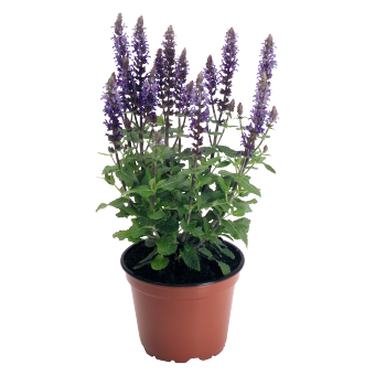 
                        Salvia
             
                        x superba
             
                        Adora
            