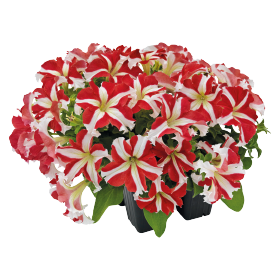   SUCCESS! 360° Red Star