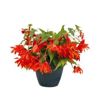 
                        Begonia
             
                        x hybrida F₁
             
                        Funky®
             
                        Orange
            