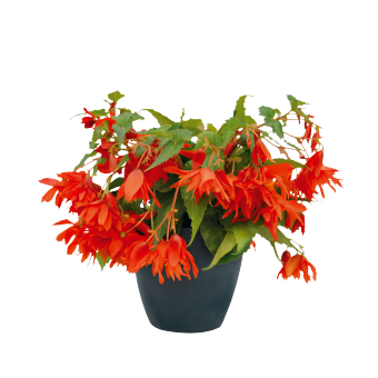 Begonia
             
                        x hybrida F₁
             
                        Funky®
             
                        Orange