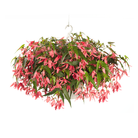   Sun Cities Collection San Francisco