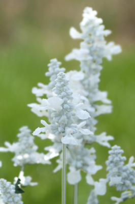 
                        Salvia
             
                        farinacea
             
                        Evolution®
             
                        White
            