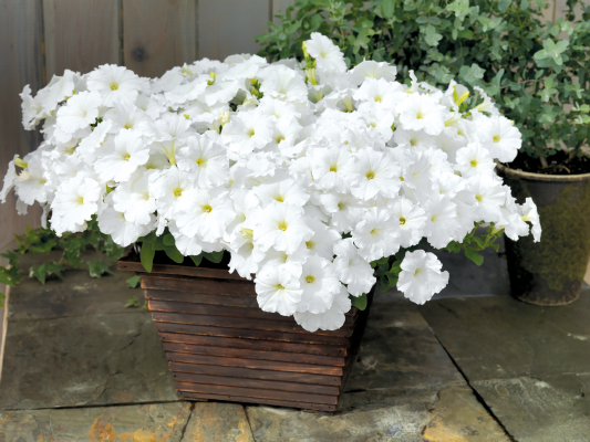 
                        Petunia
             
                        x hybrida F₁
             
                        SUCCESS! TR
             
                        White
            